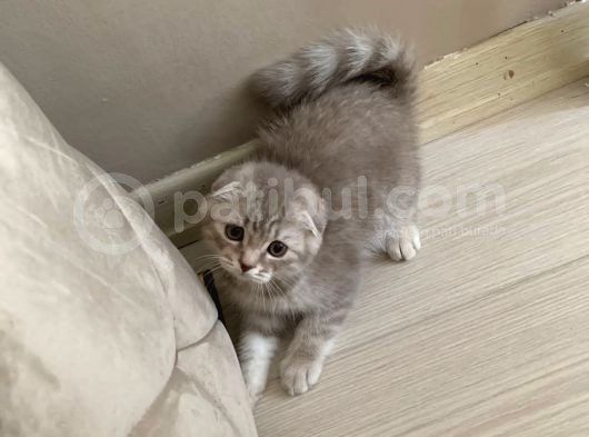 Scottish Fold Silver 2 Aylık Erkek görsel