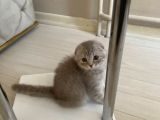 Scottish Fold Silver 2 Aylık Erkek