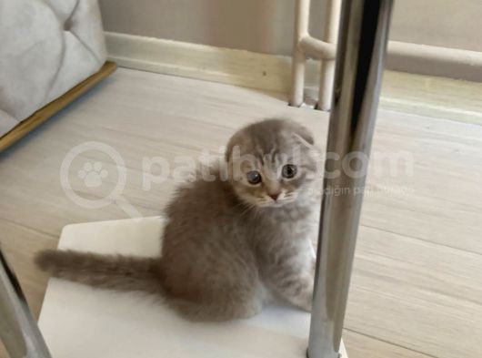 Scottish Fold Silver 2 Aylık Erkek görsel