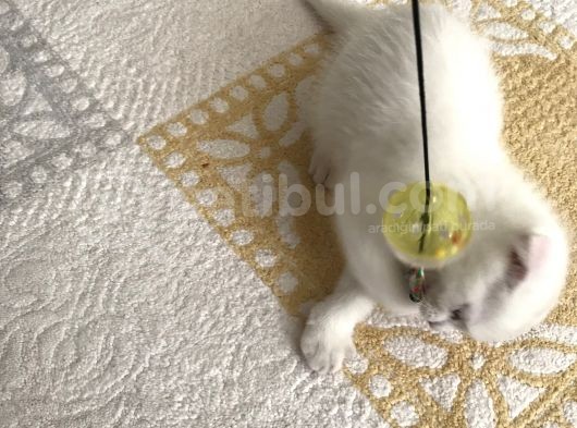 2 Aylık Erkek Bütün Eşyaları Ile Sahiplendirilecektir görsel
