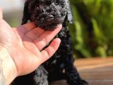 Siyah Toy Poodle Yavrular