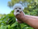 Minik Maltese Terrrier