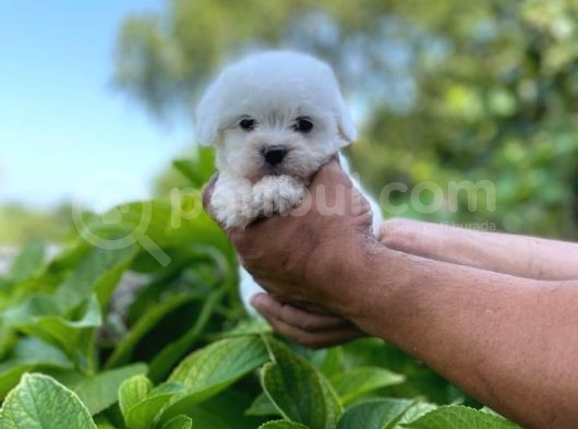 Minik Maltese Terrrier