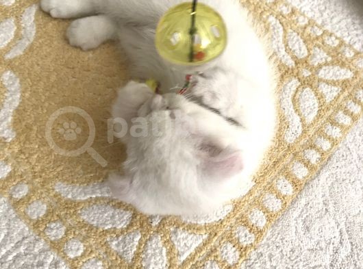 2 Aylık Erkek Bütün Eşyaları Ile Sahiplendirilecektir görsel