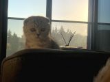 5 Aylık Dişi Scottish Fold Silver Shaded