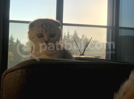 5 Aylık Dişi Scottish Fold Silver Shaded görsel
