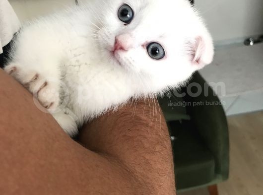 2 Aylık Erkek Bütün Eşyaları Ile Sahiplendirilecektir