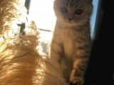 5 Aylık Dişi Scottish Fold Silver Shaded