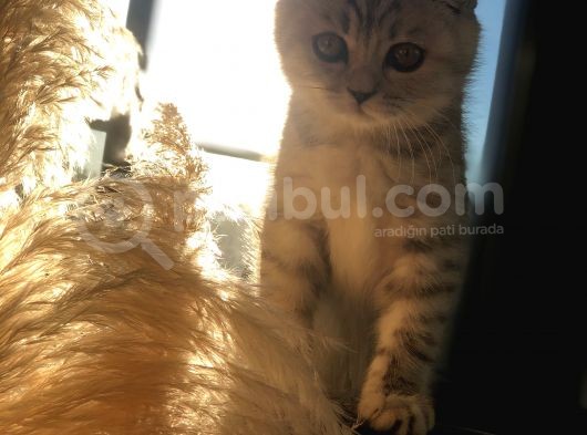 5 Aylık Dişi Scottish Fold Silver Shaded görsel