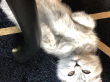 5 Aylık Dişi Scottish Fold Silver Shaded