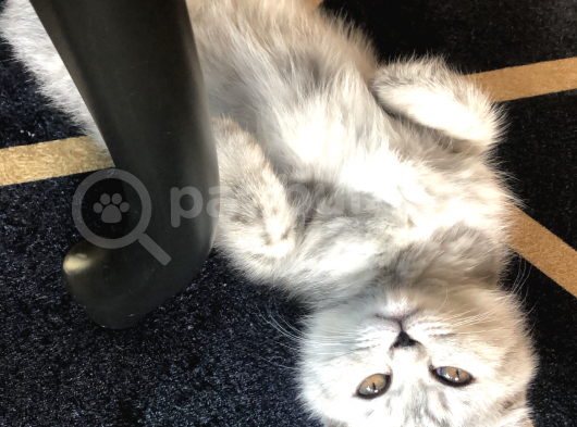 5 Aylık Dişi Scottish Fold Silver Shaded görsel