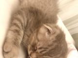 Scottish Fold Silver 2 Aylık Erkek