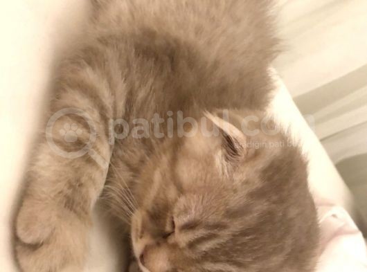 Scottish Fold Silver 2 Aylık Erkek görsel