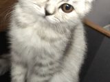 5 Aylık Dişi Scottish Fold Silver Shaded