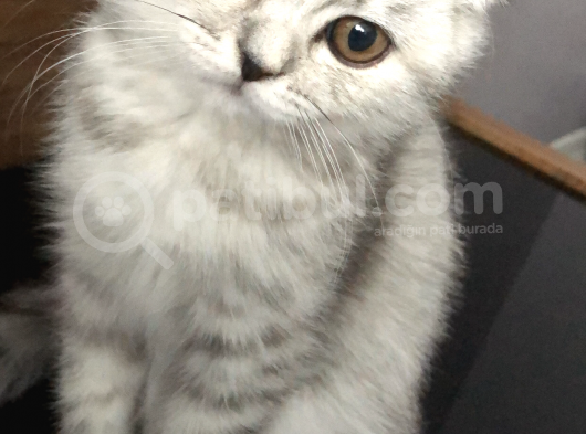 5 Aylık Dişi Scottish Fold Silver Shaded görsel