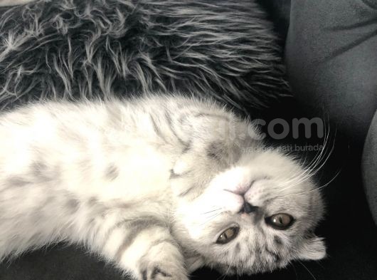 5 Aylık Dişi Scottish Fold Silver Shaded görsel