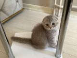Scottish Fold Silver 2 Aylık Erkek