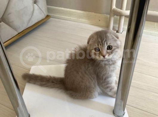 Scottish Fold Silver 2 Aylık Erkek görsel