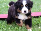 Muhteşem Bernese Mountain Dog Yavrularımız
