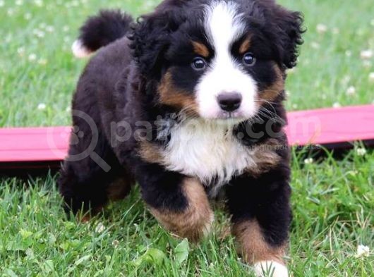 Muhteşem Bernese Mountain Dog Yavrularımız görsel
