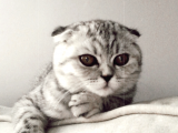 5 Aylık Dişi Scottish Fold Silver Shaded