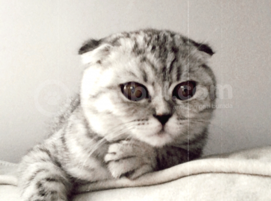 5 Aylık Dişi Scottish Fold Silver Shaded