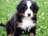 Muhteşem Bernese Mountain Dog Yavrularımız