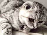 5 Aylık Dişi Scottish Fold Silver Shaded