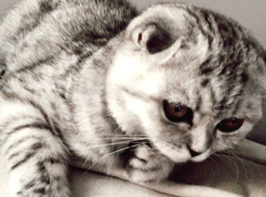 5 Aylık Dişi Scottish Fold Silver Shaded görsel