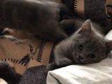 Safkan British Shorthair 3 Aylık Yavrular