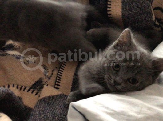 Safkan British Shorthair 3 Aylık Yavrular görsel