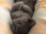 Safkan British Shorthair 3 Aylık Yavrular