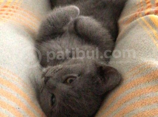 Safkan British Shorthair 3 Aylık Yavrular görsel