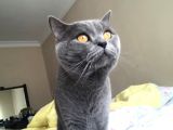 Safkan British Shorthair 3 Aylık Yavrular