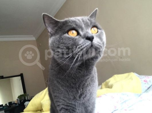 Safkan British Shorthair 3 Aylık Yavrular görsel