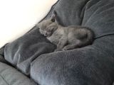 Safkan British Shorthair 3 Aylık Yavrular