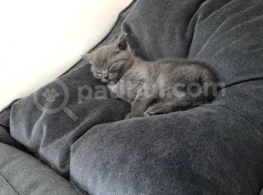 Safkan British Shorthair 3 Aylık Yavrular