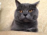 Safkan British Shorthair 3 Aylık Yavrular