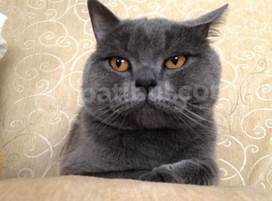Safkan British Shorthair 3 Aylık Yavrular görsel