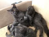 Safkan British Shorthair 3 Aylık Yavrular