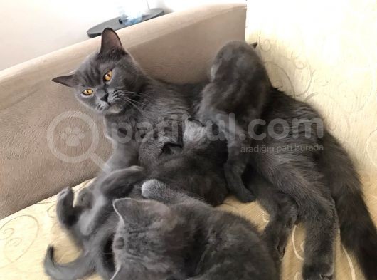 Safkan British Shorthair 3 Aylık Yavrular görsel
