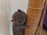 İngiltere Secereli Orijinal British Shorthair Anne Altı Yavrular