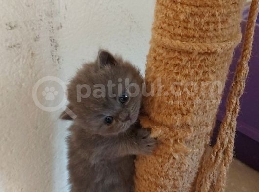 İngiltere Secereli Orijinal British Shorthair Anne Altı Yavrular görsel