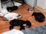 French Bulldog Yavrularımız