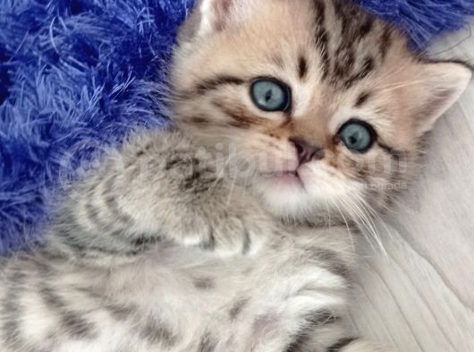 Scottish Straight Golden Tabby' Cinsi Oğlumuz Simba Yeni Yuvasına Gitmeye Hazır görsel