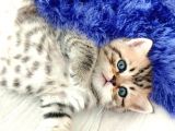 Scottish Straight Golden Tabby' Cinsi Oğlumuz Simba Yeni Yuvasına Gitmeye Hazır