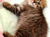 Scottish Fold Golden Tabby