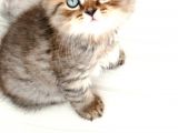 Scottish Fold Golden Tabby