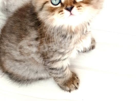Scottish Fold Golden Tabby