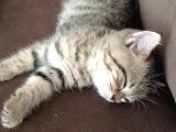 Scottish Straight Golden Tabby' Cinsi Oğlumuz SIMBA Yeni Yuvasına Gitmeye Hazır